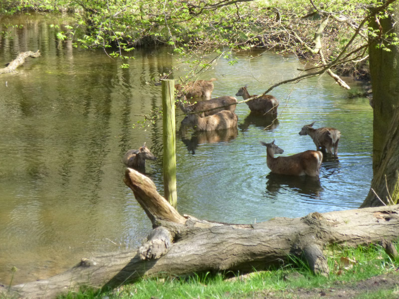 Deer in Calke Abbey Grounds