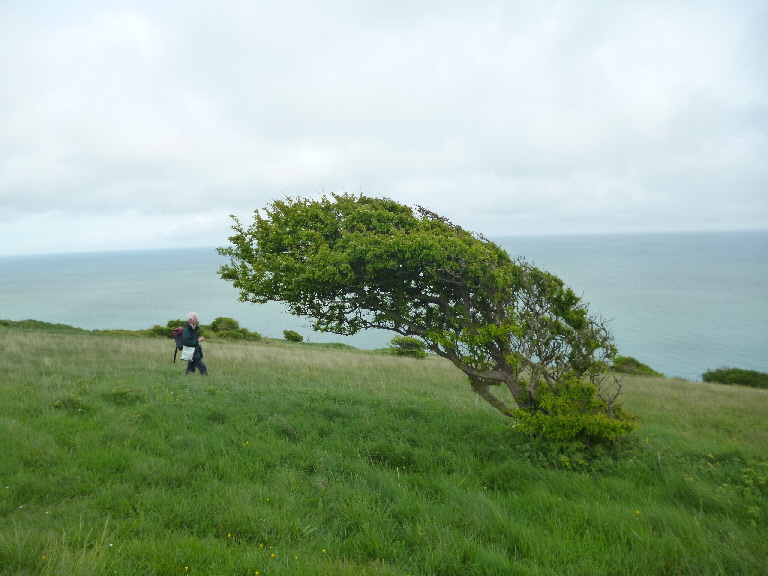 052southdowns