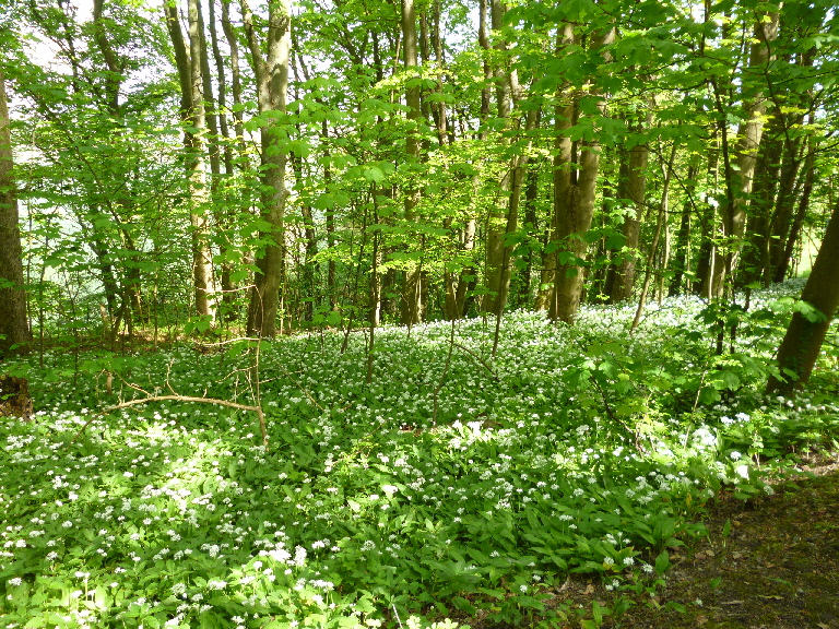 060southdowns